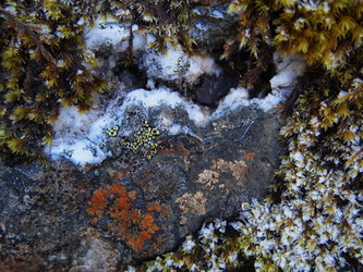 Quartz pocket with lichen and frosted moss.