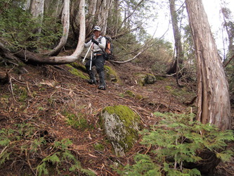 It was difficult descending from Bear Lakes through the cliff bands (slab bands?).  Eventually we found a steep line of cedar that took us through the cliffs.