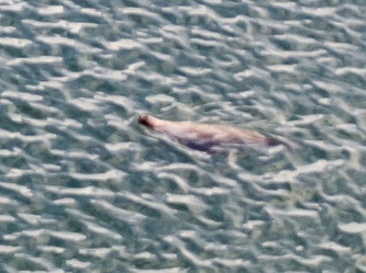 I saw a seal!  This at full optical zoom plus a lot of digital zoom, so it looks a lot like the Loch Ness monster.