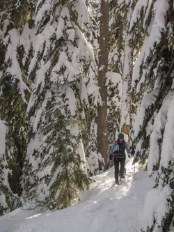 Snowshoeing through the trees at the end of the Yodelin road.