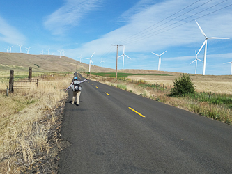 Walking through the Windy Flats Wind Farm on Stringstreet Road.