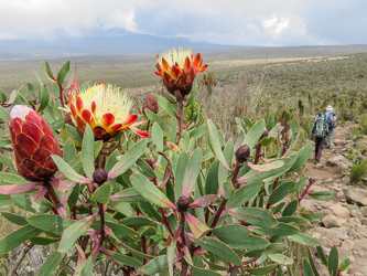 Protea, South Africa's national flower.