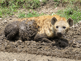 Hyena cooling off in the mud