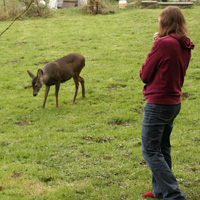 Boni feeds her deer friends