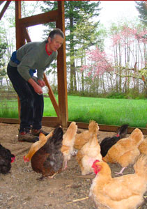 Dave & Chickens