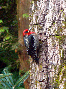 our woodpecker