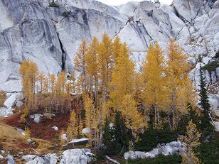 Larches on enchantments trail