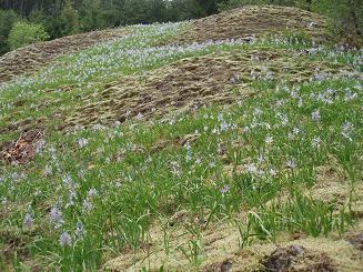 Field of Camas Lilies above Archer Waterfall