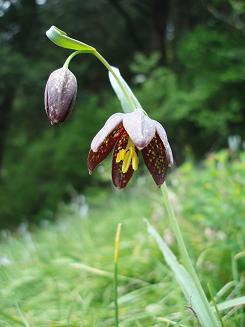 Chocolate Lily on the Archer Mountain trail