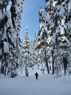 Ian skiing through the woods on the way to McCausland