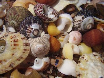 Shells at Carrickfin