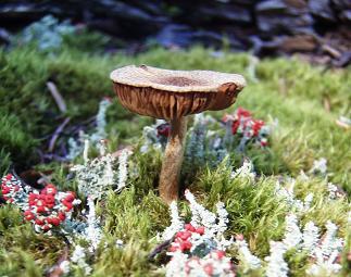 Mushroom on NE Zorro Ridge