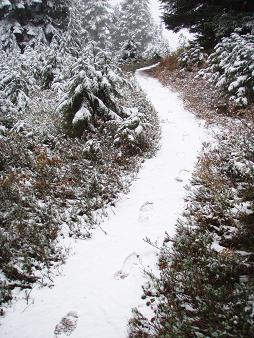 Johnson Ridge trail