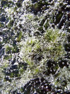 Chaos, ice, bubbles, and moss