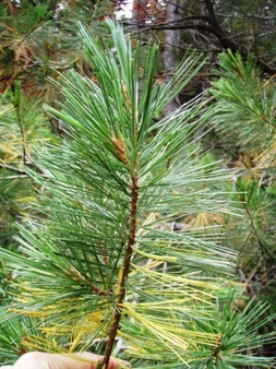 Pine tree on the trail near the Olallie/Pratt pass, unusual for the area