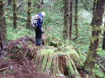 A huge stump on the Sunday Lake trail