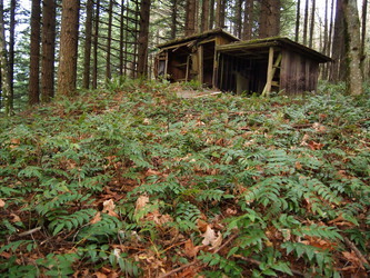 I stumbled across this abandoned cabin on the southern tip of Hardy Ridge as I was cutting through the woods from the Hamilton Mountain trail to the Hardy Ridge equestrian trail.