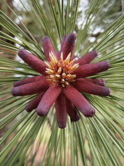 Male ponderosa pine cones.