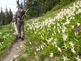 Avalanche Lilies!