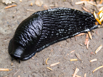 A European Black Slug, an invasive species