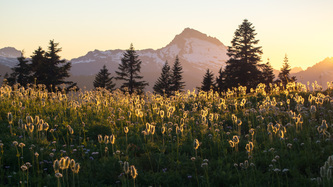 Sloan Peak over a meadow of Pasque Flowers