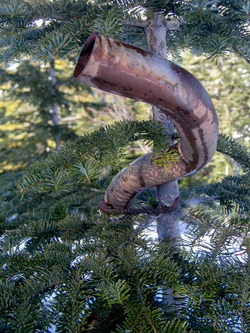 A young fir with a muffler embedded in it.