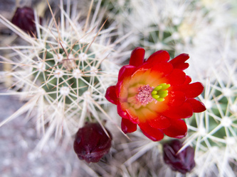 Prickly Pear Cactus flower.