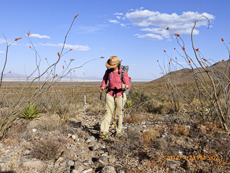 An ocotillo forest.