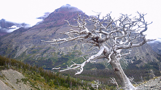 Rising Wolf Mountain in Glacier National Park