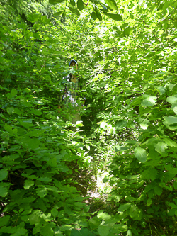 The Buck Creek Trail.