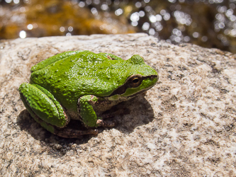 A Pacific Tree Frog?