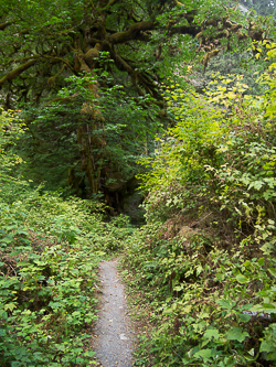 The Middle Fork Trail