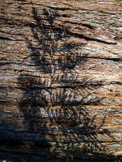 Cedar shadow on cedar bark.