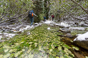 Frozen creek on the Martin Creek Trail