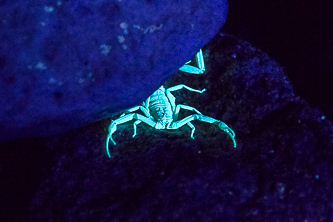 Scorpion illuminated by a black light