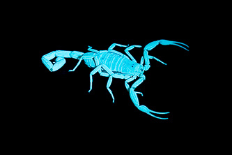Scorpion under a black light