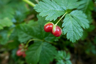 Five-leaved bramble (raspberry)