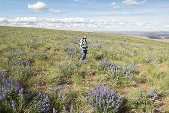 The top of Cape Horn was acres and acres of lupine