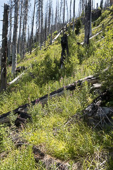 The burned area on the south side of the Cabin Creek valley.  The Icicle Ridge Trail is obliterated here.