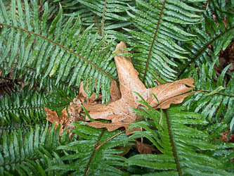 Sword fern and big leaf maple