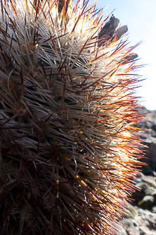 Hedgehog cactus
