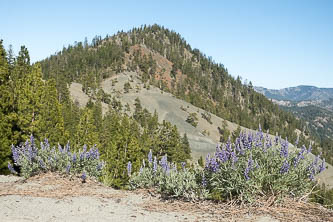 Serpentine Hill and lupine