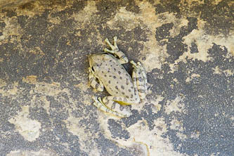 Canyon tree frog?