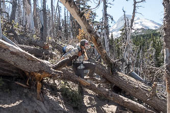 Blowdown on the new Eliot Creek reroute trail