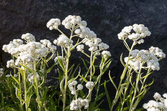 Pearly everlasting
