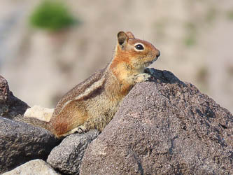 Cascade golden-mantled ground squirrel