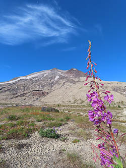 Fireweed & St Helens