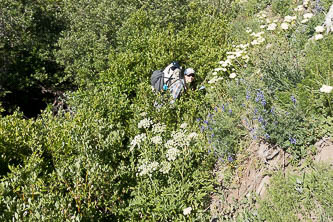 Short willow bushwack